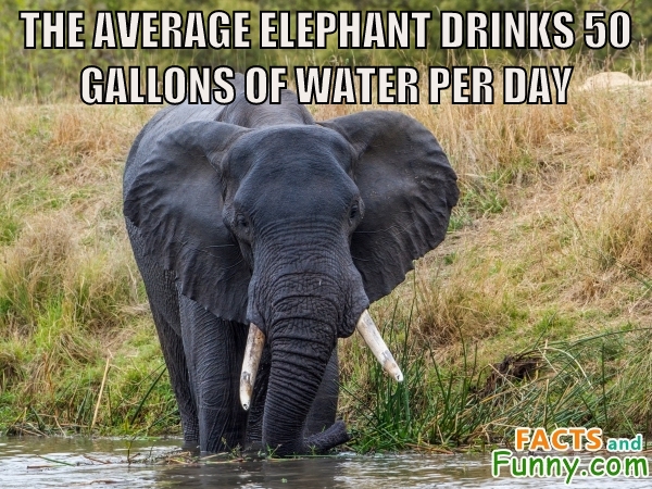 Photo about elephant and water