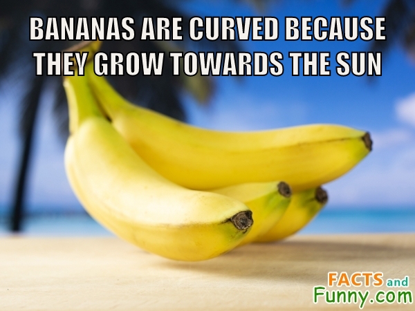 Photo about bananas and sun