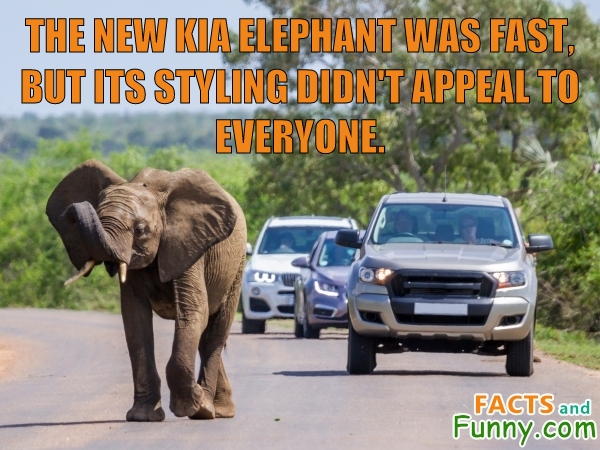 Photo about elephants and cars