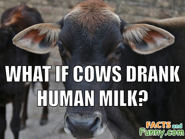 Photo about milk and cow