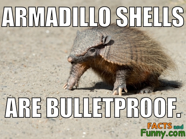 Photo about armadillo and bulletproof