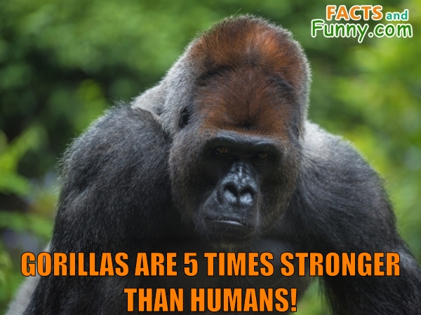 Photo about gorilla and animals