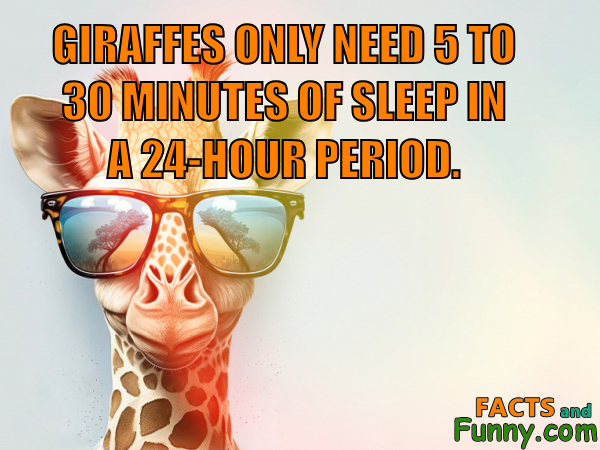 Photo about giraffes and animals