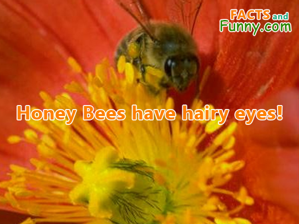 Photo about bees and nature