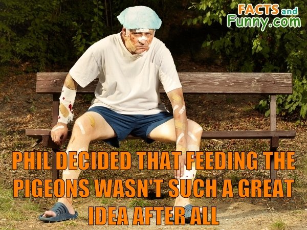 Photo about pigeons and park