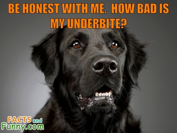 Photo about dog and teeth