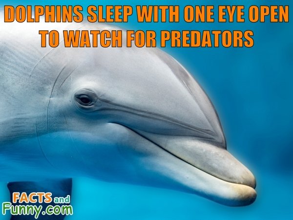 Photo about dolphins and sleep