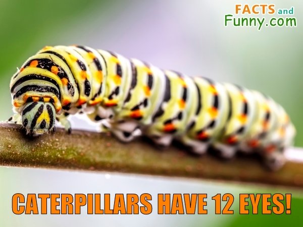 Photo about caterpillars and eyes