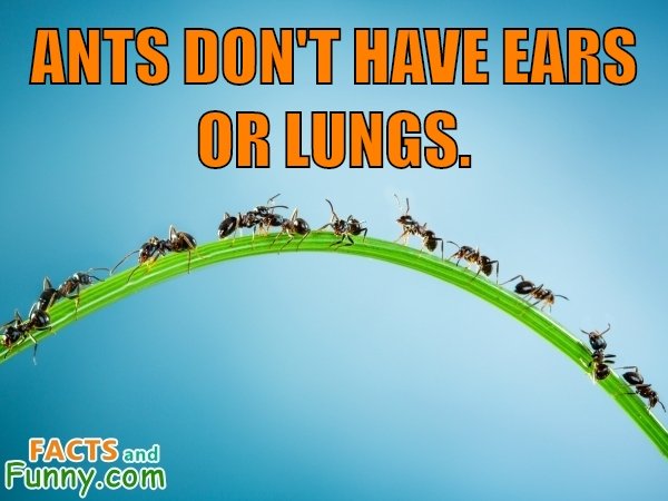 Photo about ants and biology