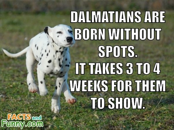 Photo about dalmatian and pets