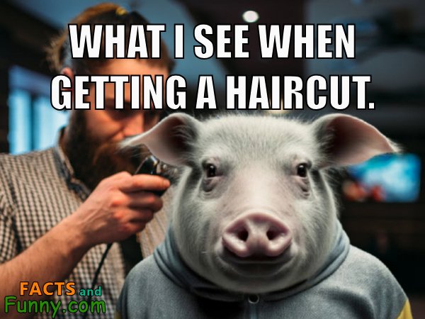 Photo about haircut and pig