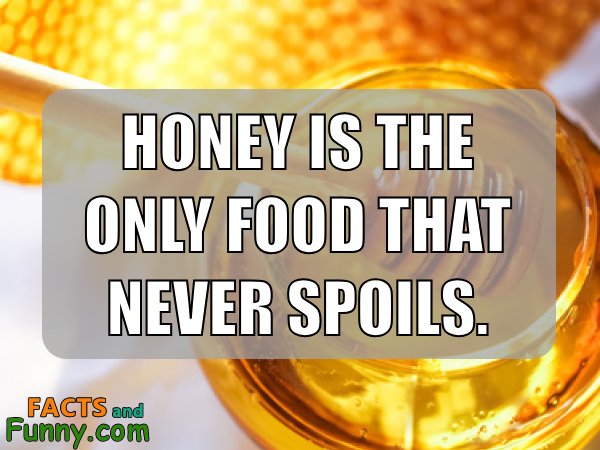 Photo about honey and food