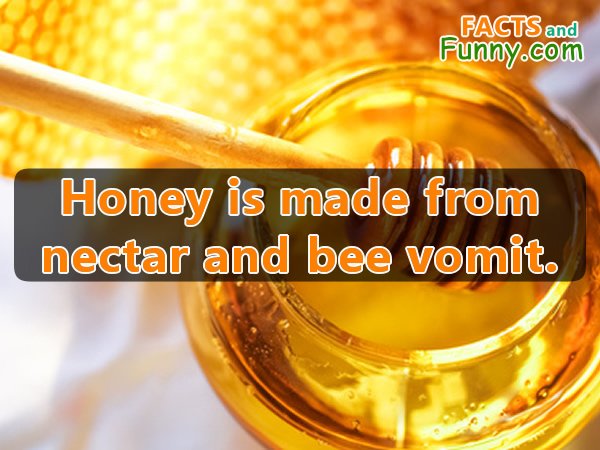 Photo about honey and bees