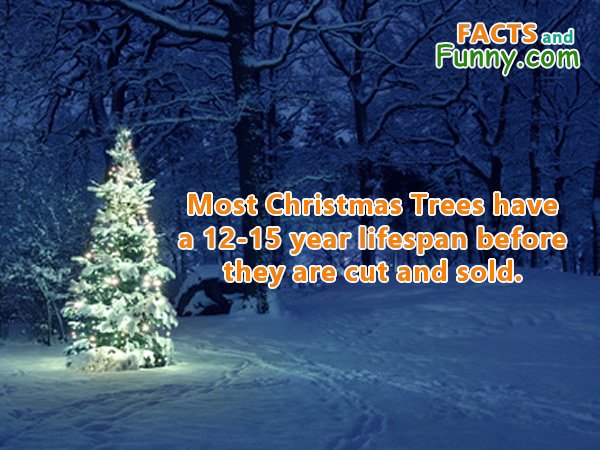Photo about christmas and tree