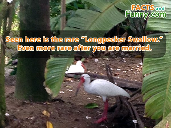 Photo about birds and marriedlife