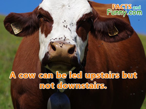 Photo about cow and stairs