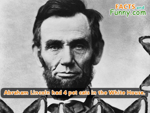 Photo about cats and lincoln